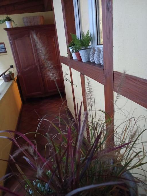 S'Gleina Gleck, In The Heart Of A Wine City, Charmant Studio 1 Piece Et 1 Salle De Bain Kaysersberg-Vignoble Exterior foto