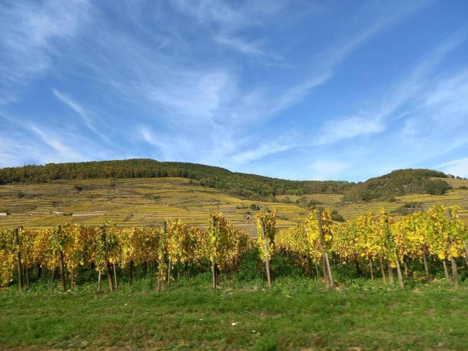 S'Gleina Gleck, In The Heart Of A Wine City, Charmant Studio 1 Piece Et 1 Salle De Bain Kaysersberg-Vignoble Exterior foto